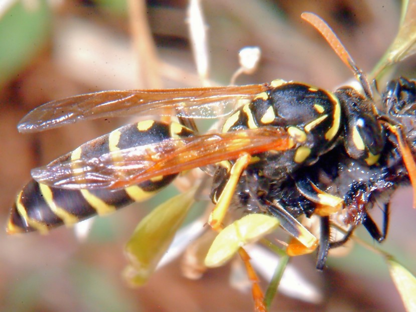 Polistes gallicus